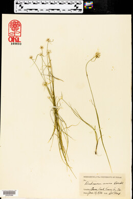 Dichromena nivea image