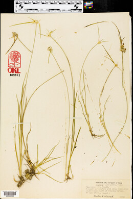 Dichromena nivea image