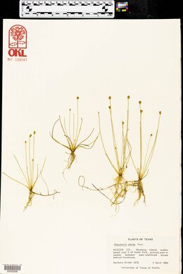 Eleocharis albida image