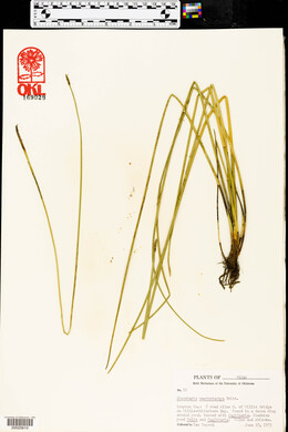 Eleocharis macrostachya image