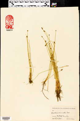 Eleocharis montevidensis image
