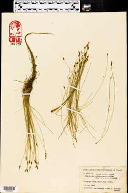 Eleocharis acutisquamata image