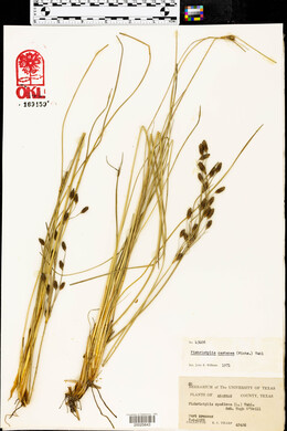 Fimbristylis castanea image