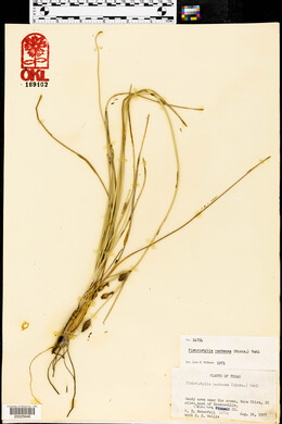 Fimbristylis castanea image