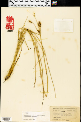 Fimbristylis castanea image