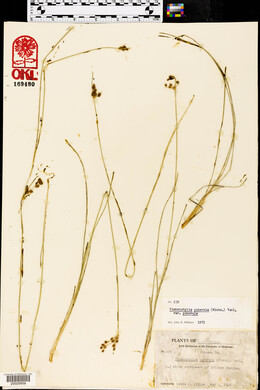 Fimbristylis puberula image
