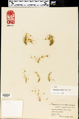 Fimbristylis vahlii image