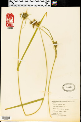 Fuirena simplex image