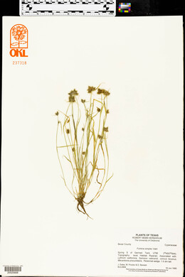 Fuirena simplex image