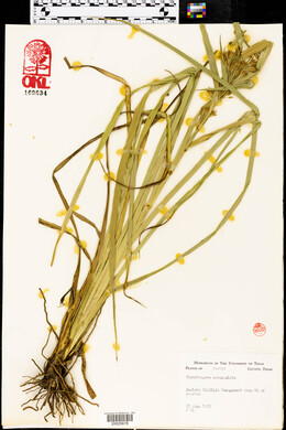 Rhynchospora corniculata image