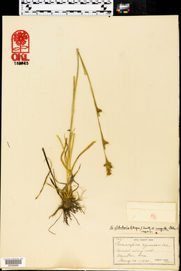 Rhynchospora globularis image