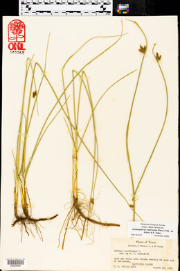 Schoenoplectus americanus image