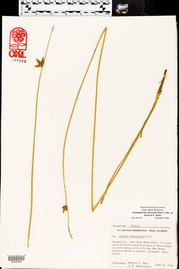 Schoenoplectus americanus image