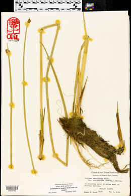 Schoenoplectus pungens var. pungens image