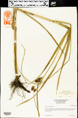 Bromus commutatus image