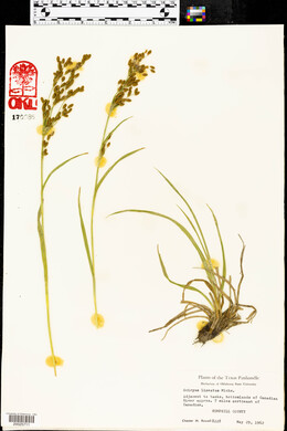 Scirpus lineatus image