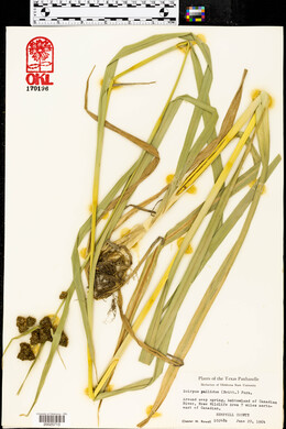 Scirpus pallidus image