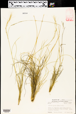 Aristida purpurea var. nealleyi image