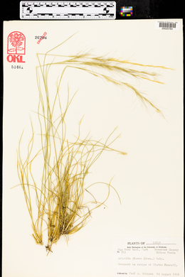Aristida purpurea var. nealleyi image