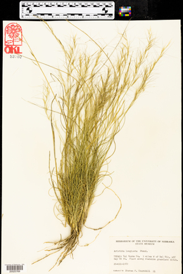 Aristida purpurea var. longiseta image