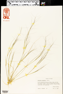 Aristida oligantha image