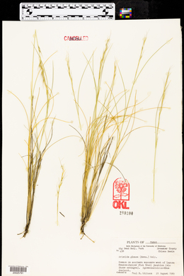 Aristida purpurea var. nealleyi image