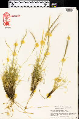 Aristida purpurea var. nealleyi image