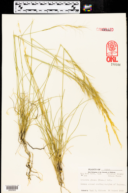 Aristida purpurea var. nealleyi image