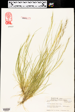 Aristida purpurea var. nealleyi image