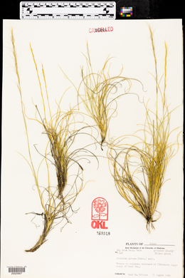 Aristida purpurea var. nealleyi image
