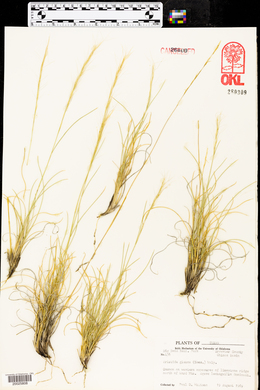 Aristida purpurea var. nealleyi image