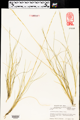 Aristida purpurea var. nealleyi image