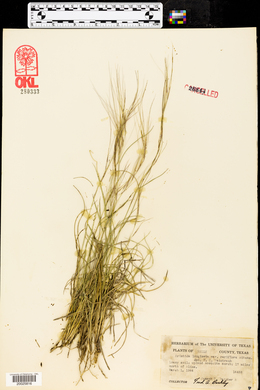 Aristida purpurea var. longiseta image