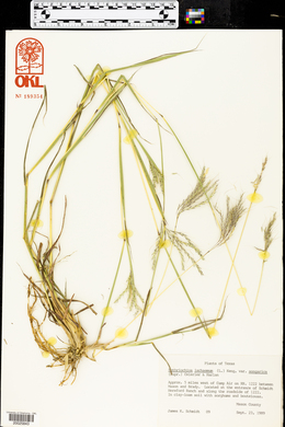 Bothriochloa ischaemum image