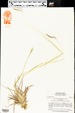 Bothriochloa ischaemum image