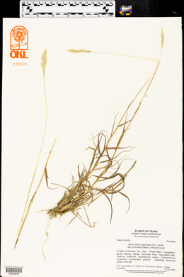 Bothriochloa laguroides subsp. torreyana image