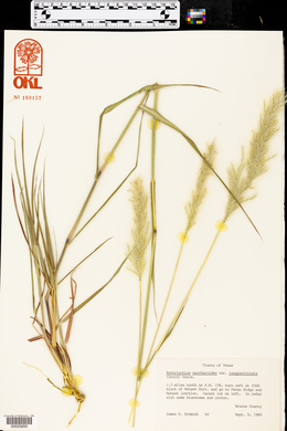 Bothriochloa longipaniculata image