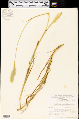 Bothriochloa laguroides image