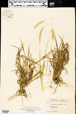 Bothriochloa laguroides image