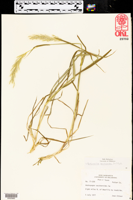 Bothriochloa saccharoides image