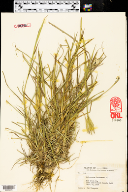 Bothriochloa ischaemum image