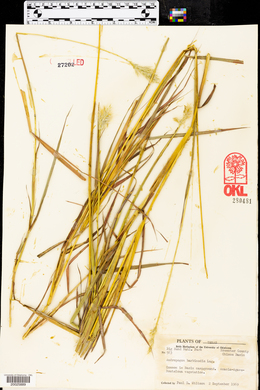 Bothriochloa barbinodis image