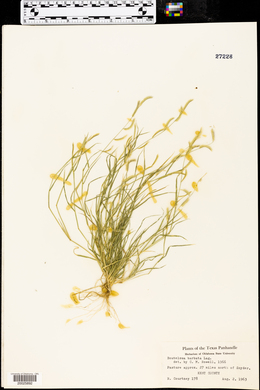 Bouteloua barbata image