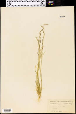 Bouteloua barbata image