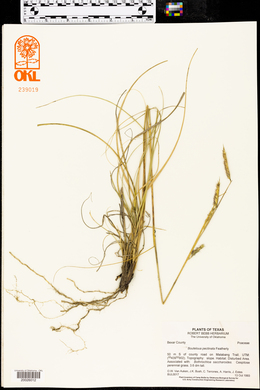 Bouteloua pectinata image