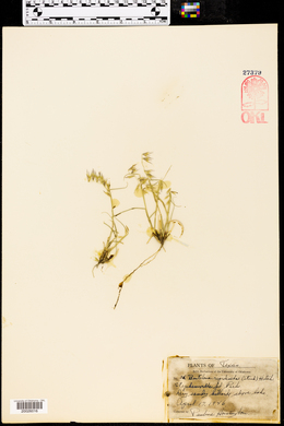 Bouteloua rigidiseta image