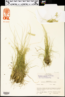 Bouteloua rigidiseta image
