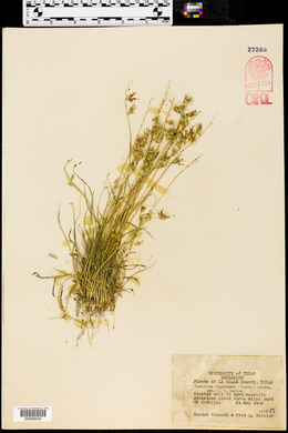 Bouteloua rigidiseta image