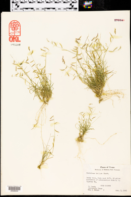 Bouteloua trifida image