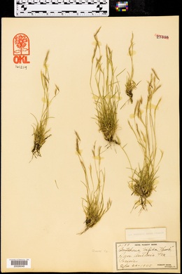 Bouteloua trifida image